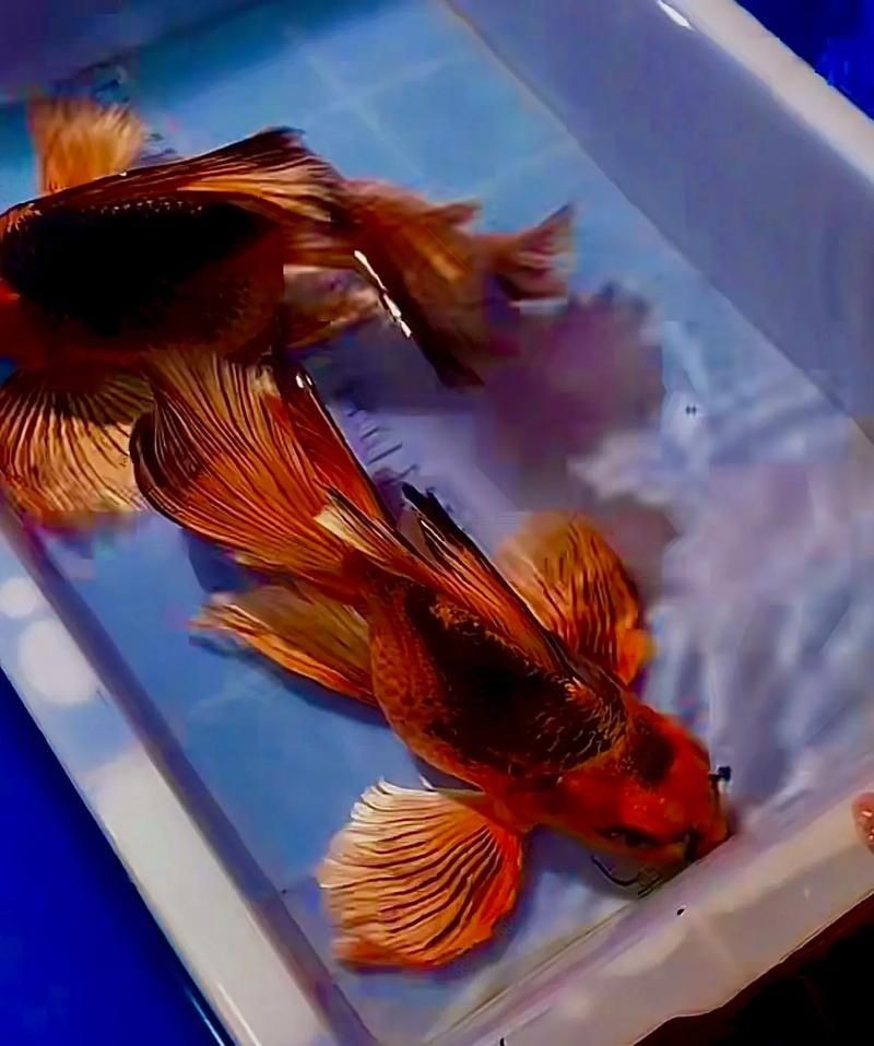 高端火鳳凰魚圖片 高端火鳳凰魚圖片 龍魚論壇 第21張