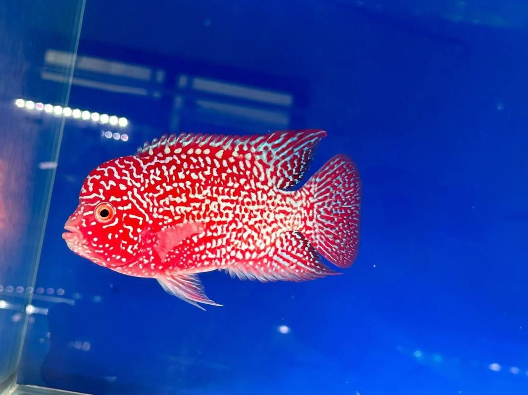 高端火鳳凰魚圖片 高端火鳳凰魚圖片 龍魚論壇 第23張