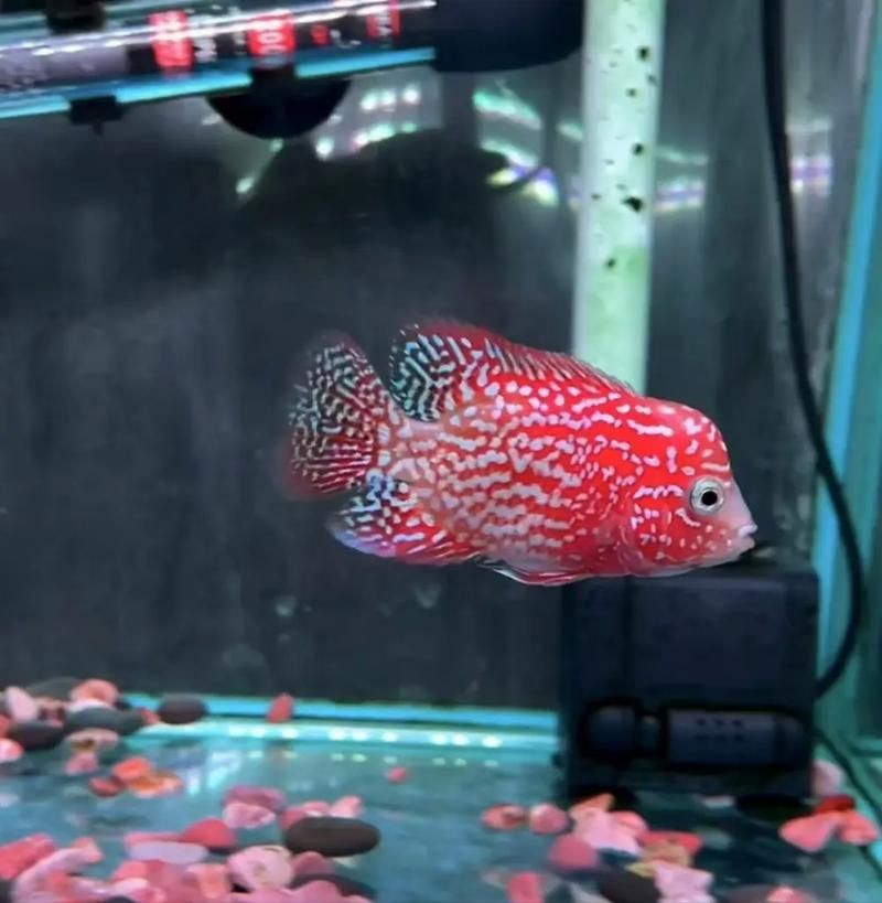 高端火鳳凰魚圖片 高端火鳳凰魚圖片 龍魚論壇 第22張