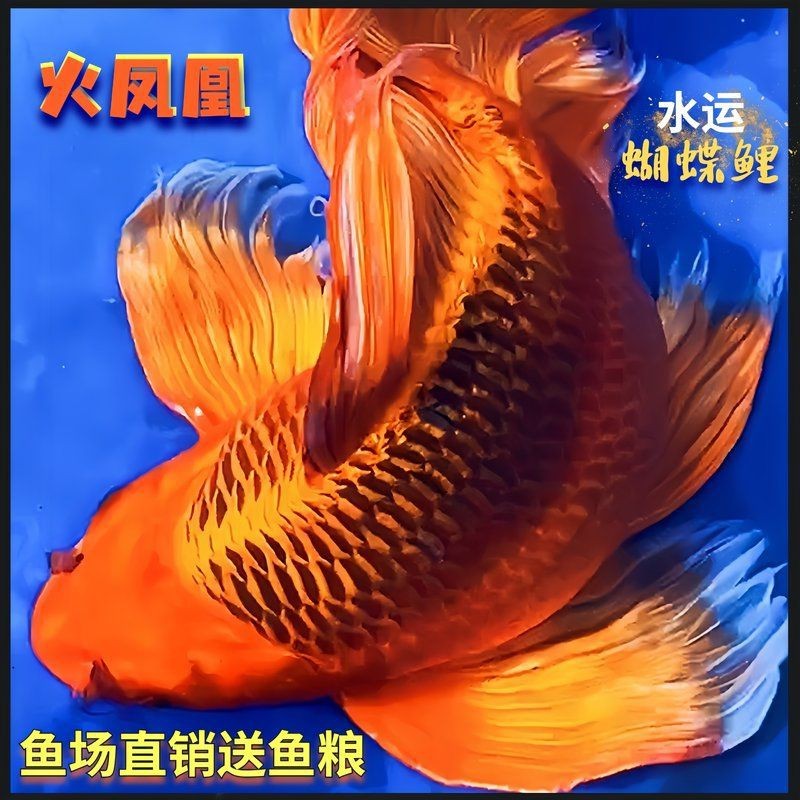 高端火鳳凰魚圖片 高端火鳳凰魚圖片 龍魚論壇 第27張