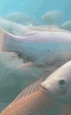 高端火鳳凰魚圖片 高端火鳳凰魚圖片 龍魚論壇 第30張