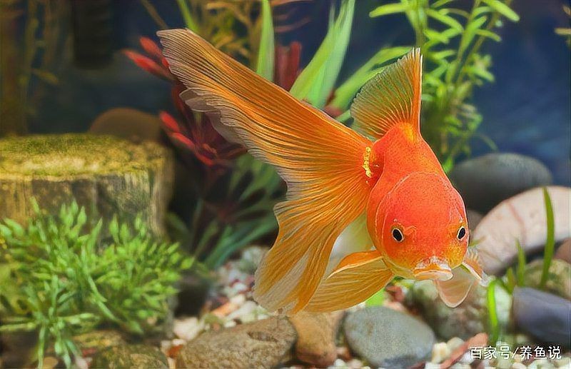 觀賞魚殺菌鹽能凈水嗎 觀賞魚殺菌鹽能凈水嗎 龍魚論壇 第1張