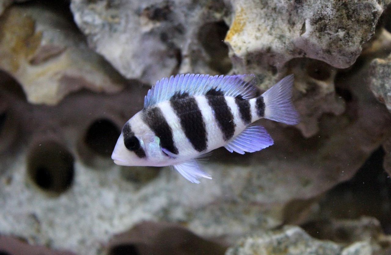 薩伊藍六間和虎魚混養