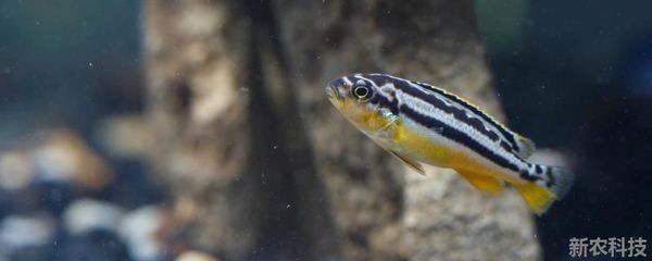 金龍魚游著游著甩頭：金龍魚甩頭的原因及應(yīng)對措施