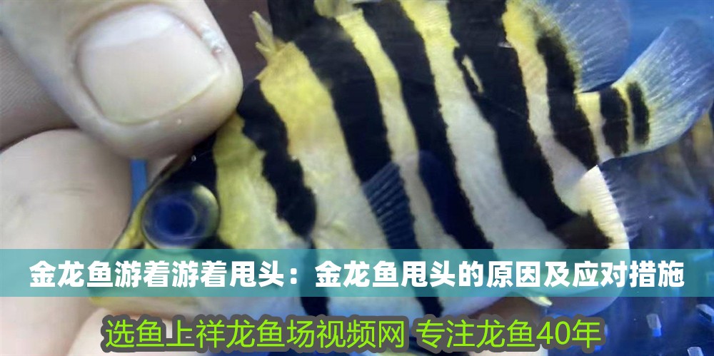金龍魚游著游著甩頭：金龍魚甩頭的原因及應(yīng)對措施