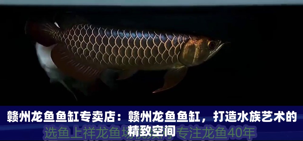 贛州龍魚魚缸專賣店：贛州龍魚魚缸，打造水族藝術的精致空間