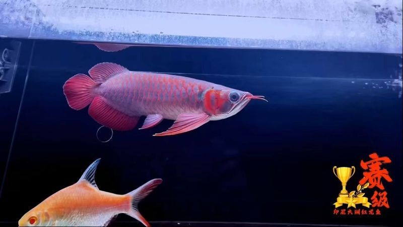 給我一些紅龍30公分不染的圖片 給我一些紅龍30公分不染的圖片 龍魚論壇 第21張