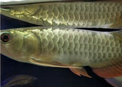龍魚同游（龍魚同游多久能夠配對成功）