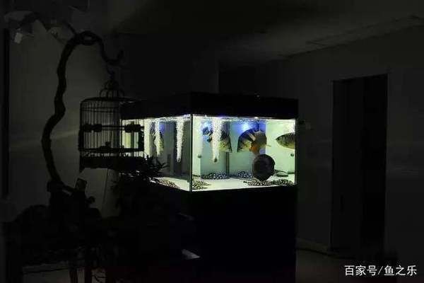 龍魚同游（龍魚同游多久能夠配對成功）