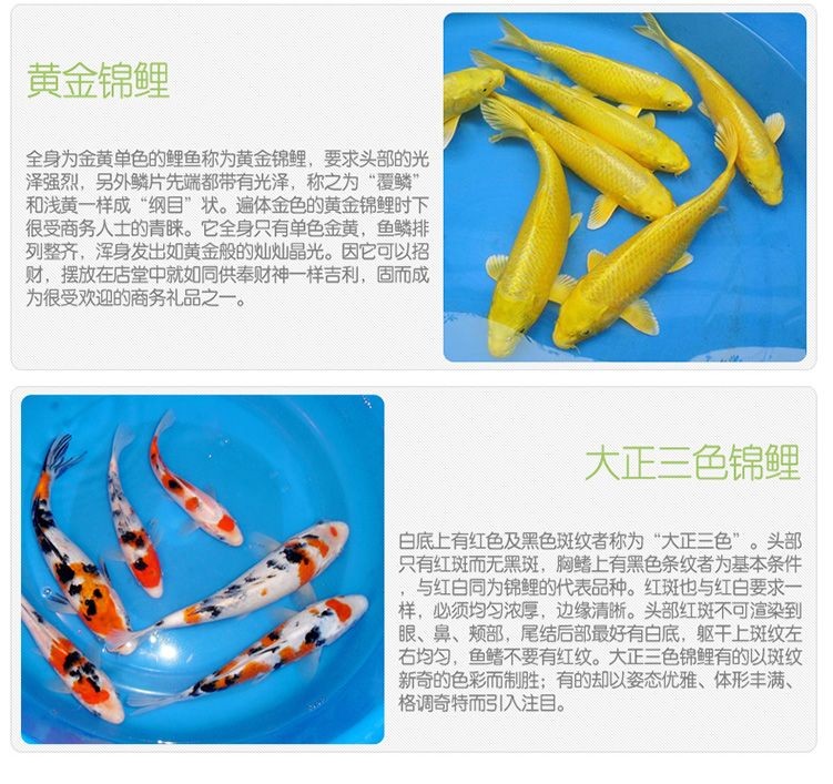 <strong><mark>金牛</mark></strong>區(qū)愛心觀賞魚類經營部（<strong><mark>金牛</mark></strong>區(qū)愛心觀賞魚類經營部地址）