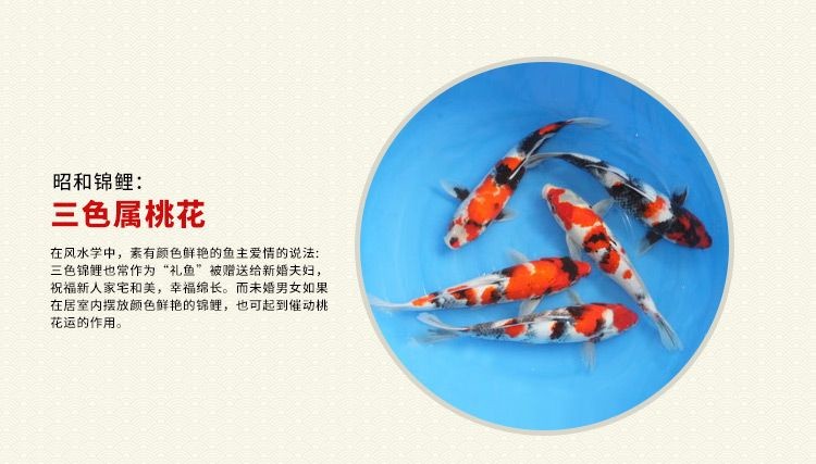 金牛區(qū)愛心觀賞魚類經(jīng)營部（金牛區(qū)愛心觀賞魚類經(jīng)營部地址）