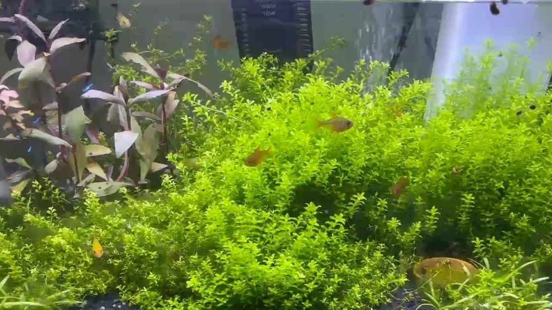 青青河邊