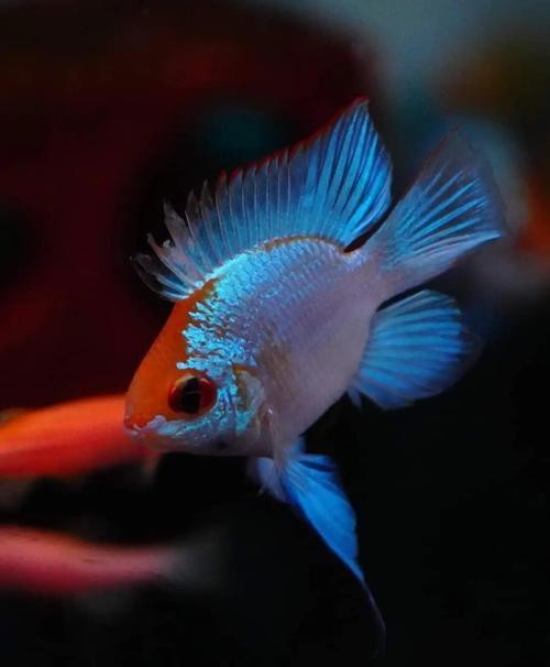 鳳凰魚圖片