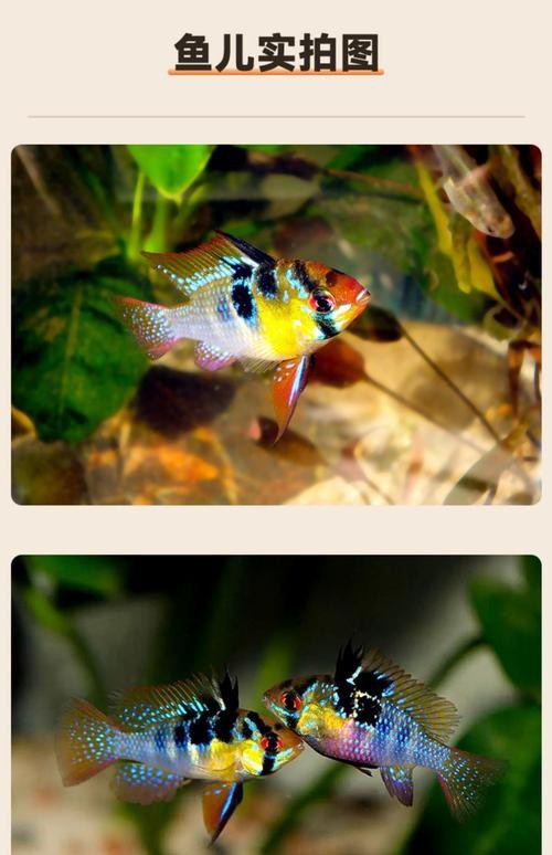 鳳凰魚圖片