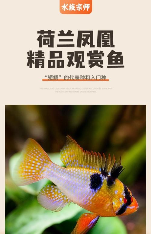 鳳凰魚圖片
