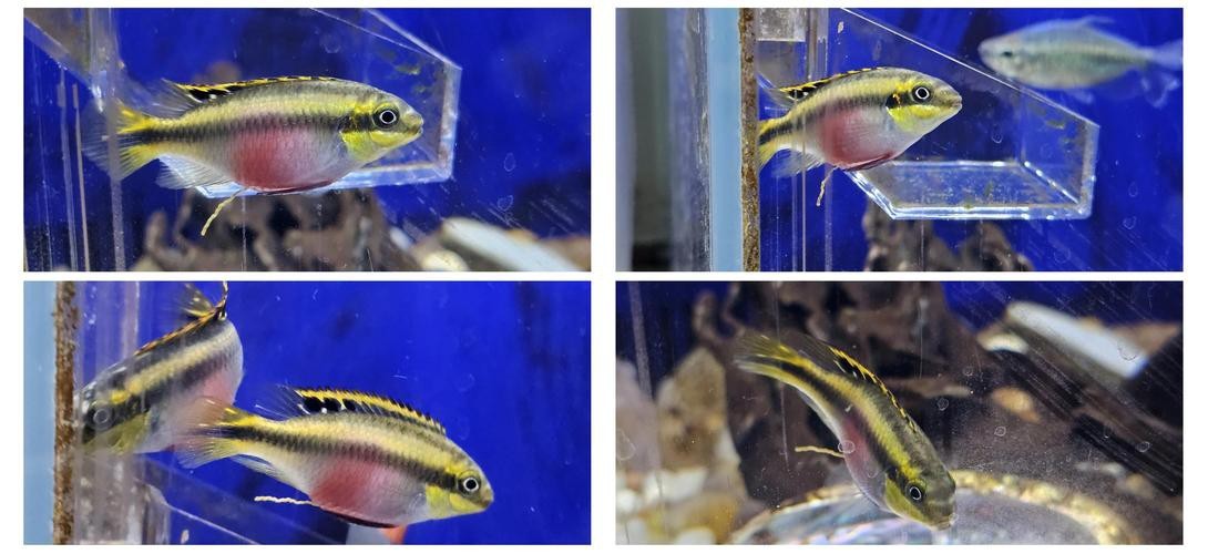 鳳凰魚圖片