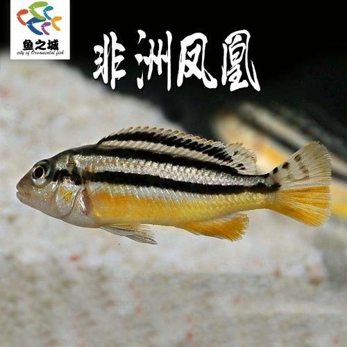 鳳凰魚圖片
