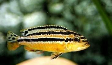 鳳凰魚圖片