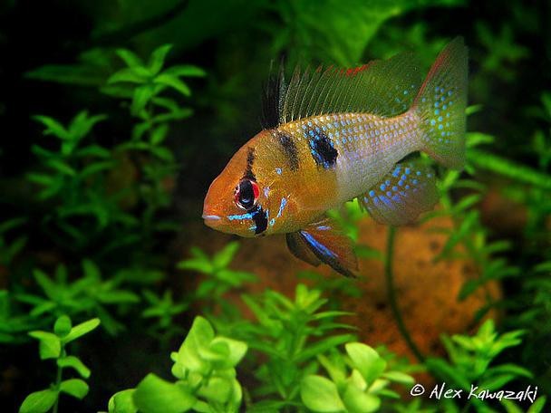 鳳凰魚圖片