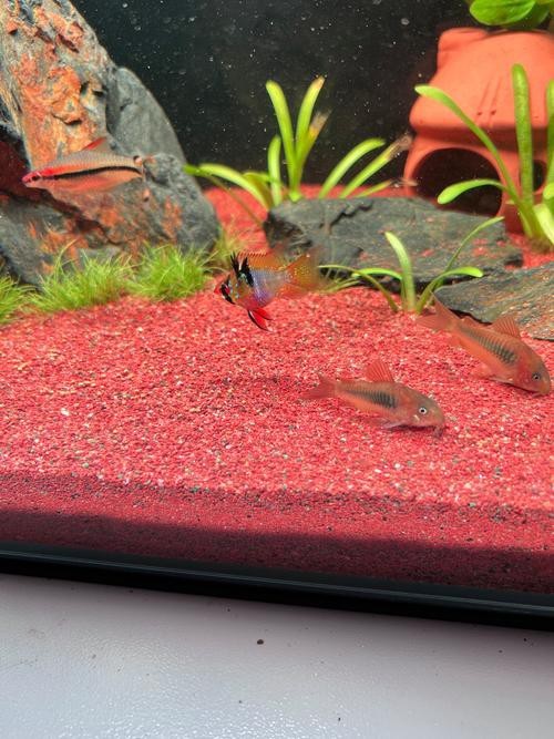 鳳凰魚圖片