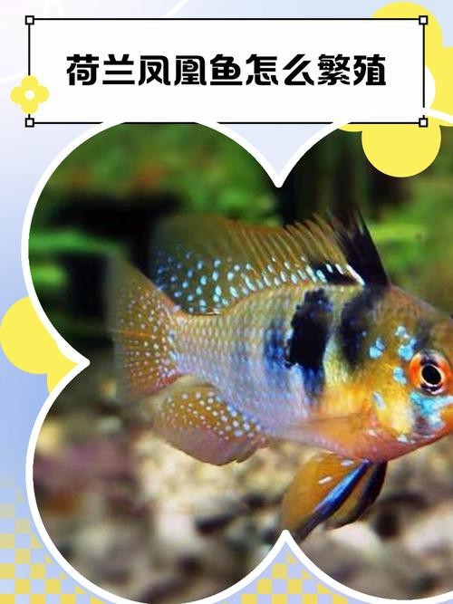 鳳凰魚圖片