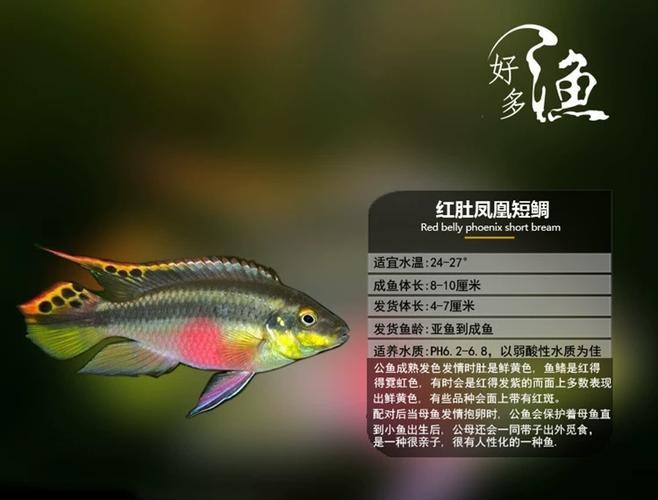 鳳凰魚圖片