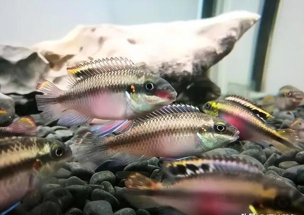 鳳凰魚圖片