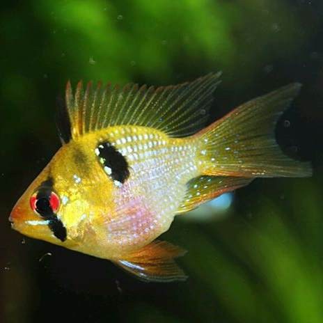 鳳凰魚圖片