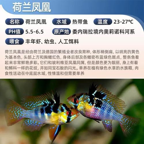 鳳凰魚圖片