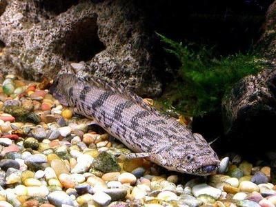 金龍銀龍魚和巨骨舌魚的區別【金龍銀龍魚和巨骨舌魚的價值區別】