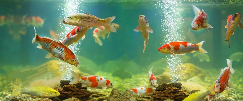 福字幾條魚最吉利
