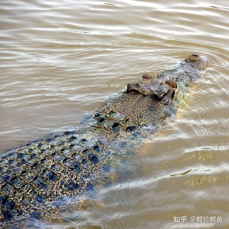 鱷魚代表什么動(dòng)物