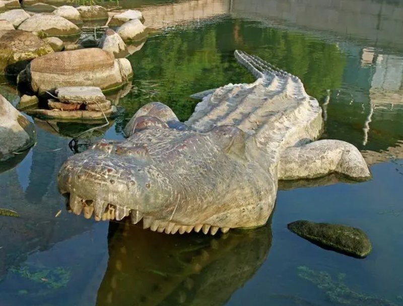 鱷魚代表什么動(dòng)物