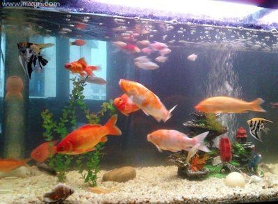 夢見魚缸里有許多魚：周公解夢：夢見魚缸里有許多魚的寓意