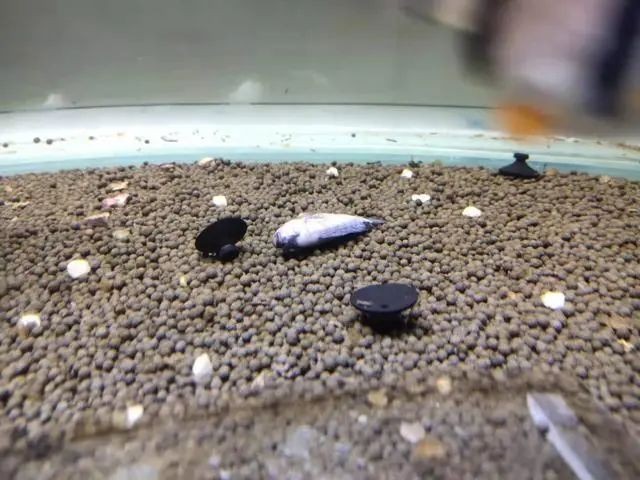 龍魚死亡后如何清潔魚缸？