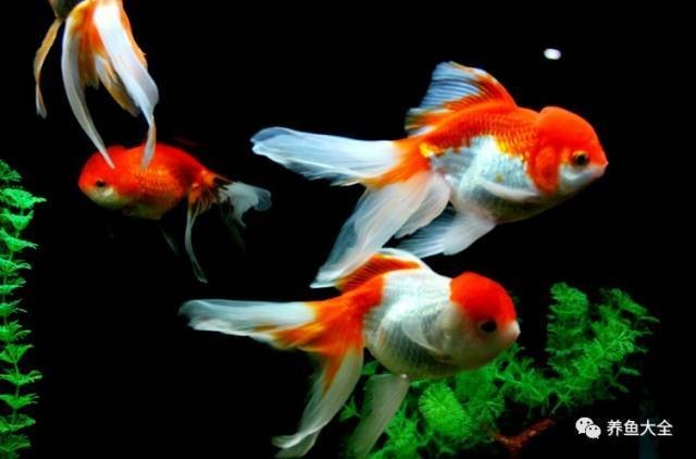 龍魚死亡后如何清潔魚缸？