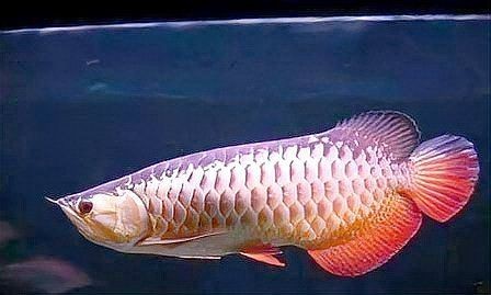 觀賞魚銀鳳