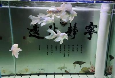 嘉峪關(guān)市水景苑水族館（嘉峪關(guān)市水景苑水族館電話）