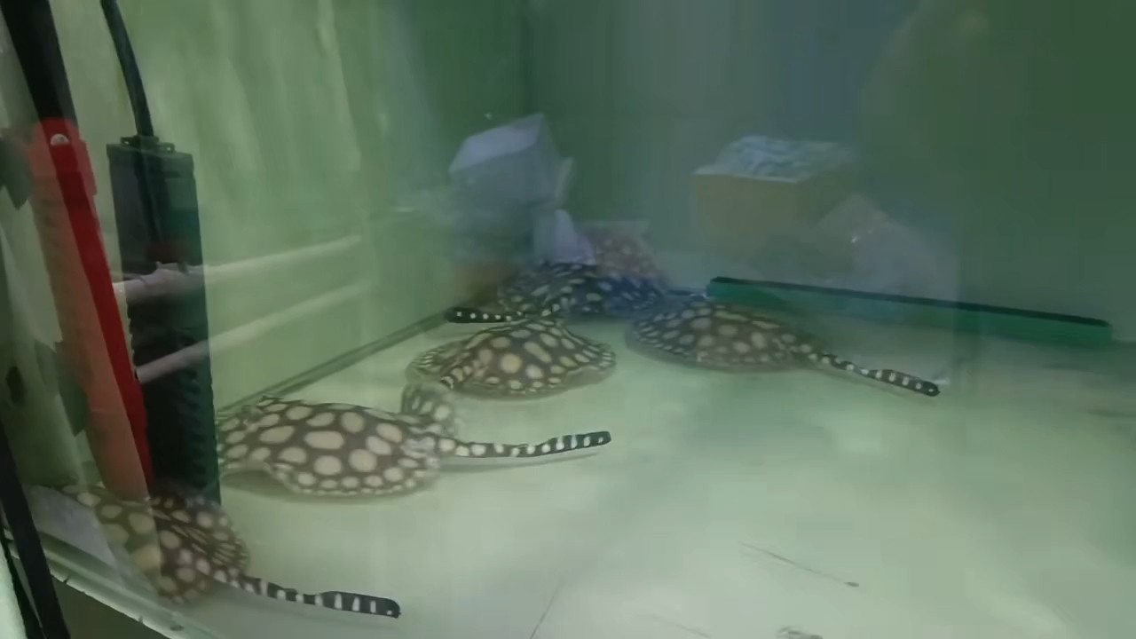 魚缸用增氧泵價格是多少:魚缸增氧機-xtrac增氧機-xtrac增氧機 版主,都3年了,私信都不給回 龍魚論壇 版主,都3年了,私信都不給回 版主,都3年了,私信都不給回 龍魚論壇