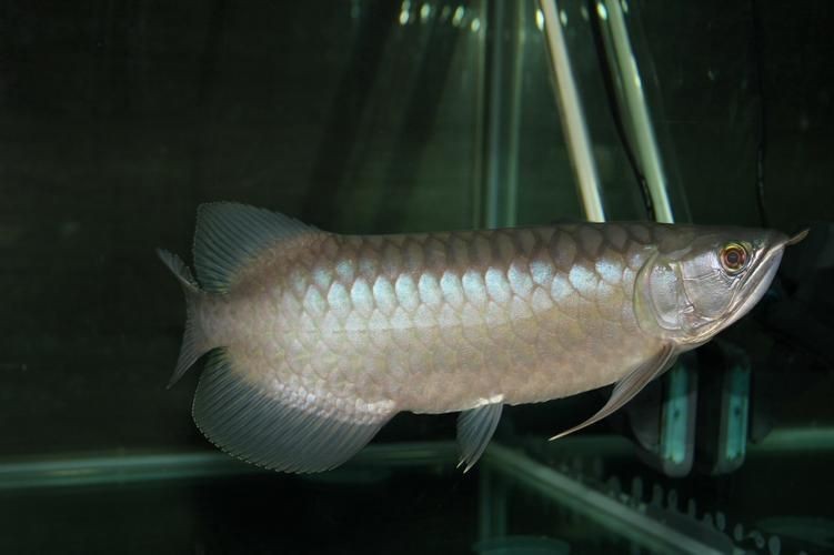 觀賞魚青龍圖片