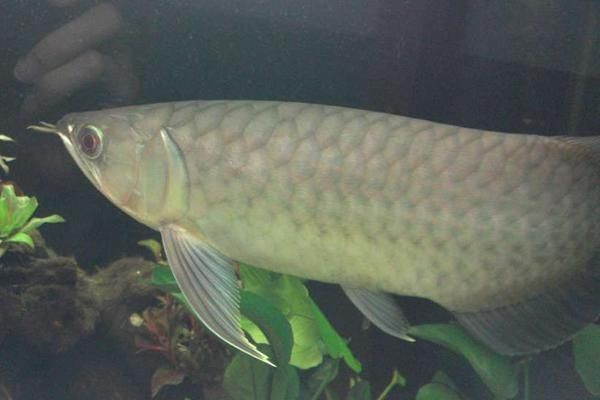 觀賞魚青龍圖片