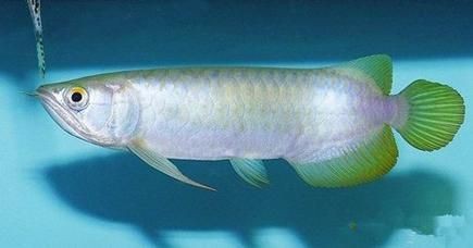 觀賞魚青龍圖片