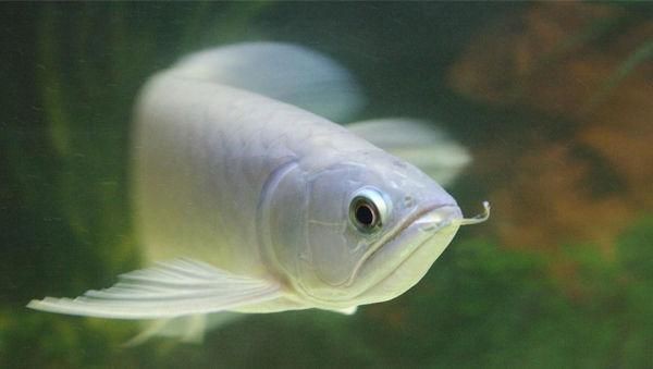 觀賞魚青龍圖片