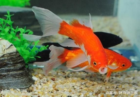 魚缸養魚需要什么水（養魚用水的最佳酸堿度是多少魚缸水氧含量不足怎么辦）