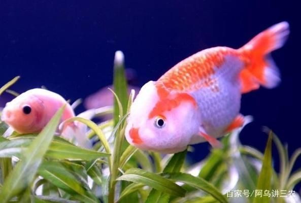 魚缸養魚需要什么水（養魚用水的最佳酸堿度是多少魚缸水氧含量不足怎么辦）