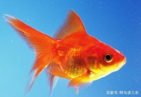 魚缸養魚需要什么水（養魚用水的最佳酸堿度是多少魚缸水氧含量不足怎么辦）