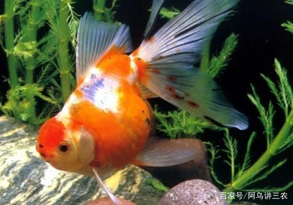 魚缸養魚需要什么水（養魚用水的最佳酸堿度是多少魚缸水氧含量不足怎么辦）