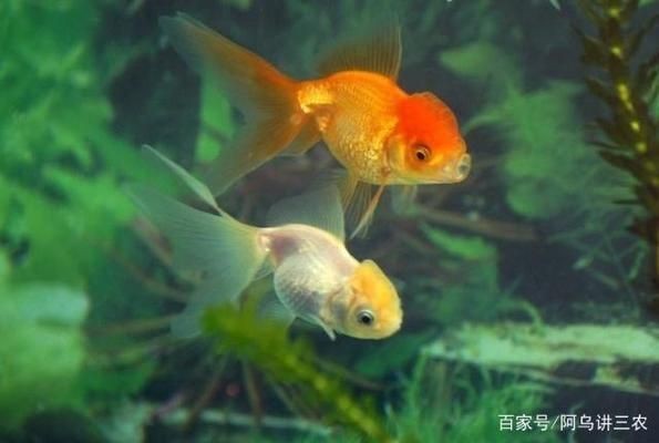 魚缸養魚需要什么水（養魚用水的最佳酸堿度是多少魚缸水氧含量不足怎么辦）
