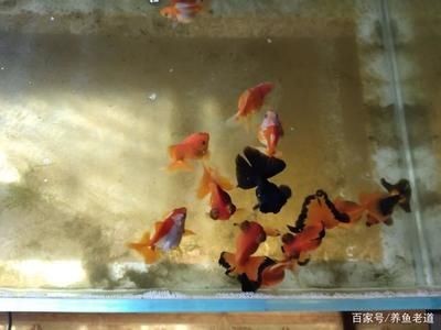 黑色魚缸養(yǎng)什么魚好：熱帶魚養(yǎng)殖技巧 黑色魚缸養(yǎng)什么魚好：熱帶魚養(yǎng)殖技巧 魚缸百科 第3張