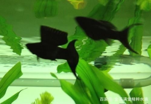 黑色魚缸養(yǎng)什么魚好:熱帶魚養(yǎng)殖技巧 魚缸百科 第4張 黑色魚缸養(yǎng)什么魚好:熱帶魚養(yǎng)殖技巧 黑色魚缸養(yǎng)什么魚好:熱帶魚養(yǎng)殖技巧 魚缸百科 第4張
